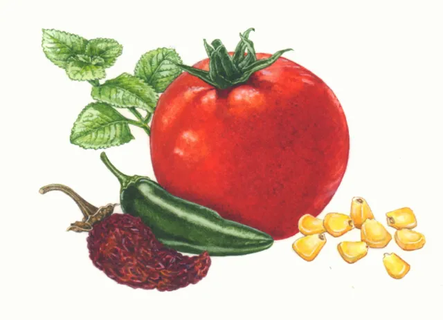 Botanical illustration of vegetables by Liz Pepperell, including tomato, chili, pepper, mint, and co