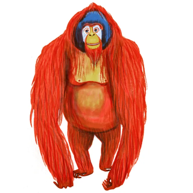 Illustration of a red orangutan by Anne Wilson