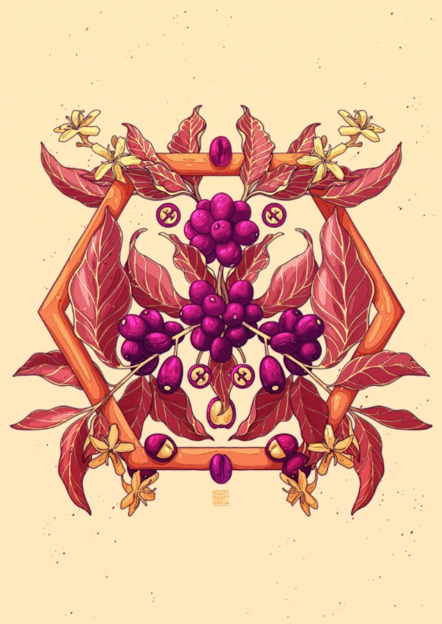Coffea arabica botanical illustration by Tavo Montanez