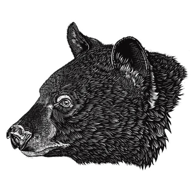 Etched-style black bear head illustration by Emily Robertson