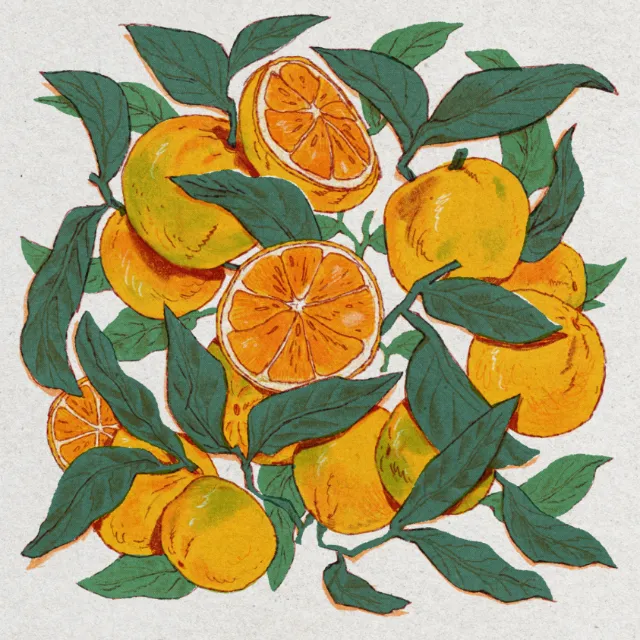Illustration by Mart Lett showing ripe mandarins among green leaves
