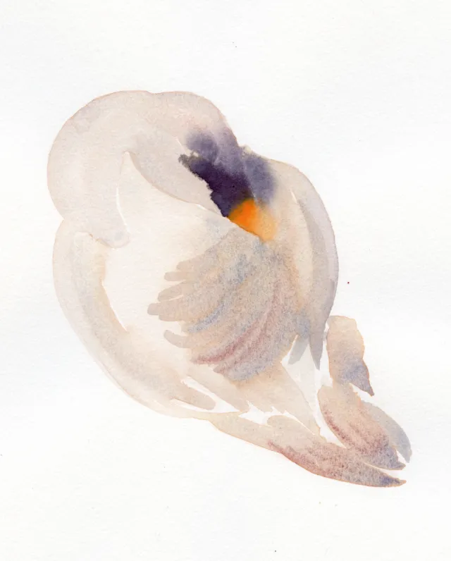 Watercolor bird with its head tucked into its body by Nadia Flower