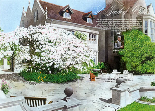 Illustration of Magnolia House with blooming magnolia tree by Lee Montgomery