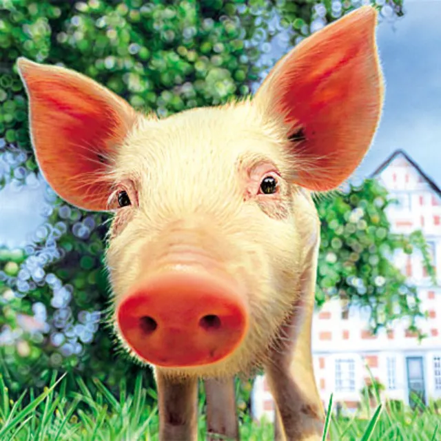 Animals Pig character
