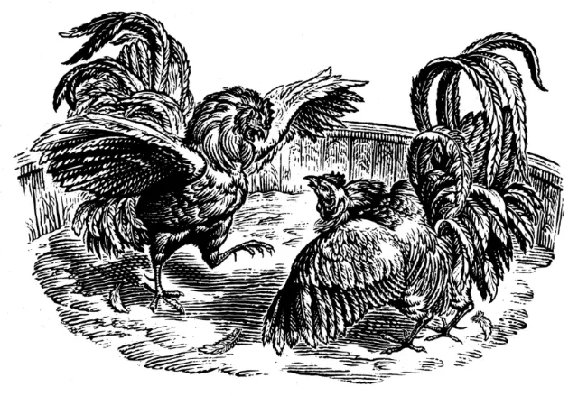 The Fighting Cocks animal illustration