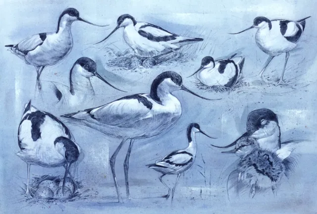 Wildlife illustration of avocet birds