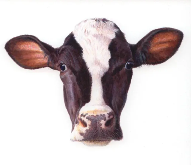 Dairy cow portrait illustration for Trodax