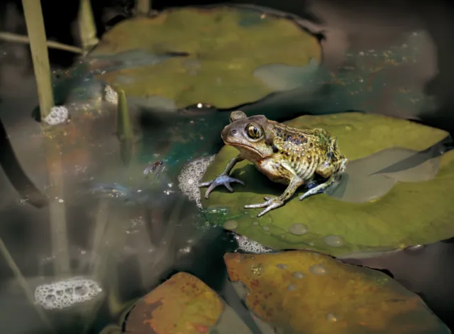 Depressed frog staring
