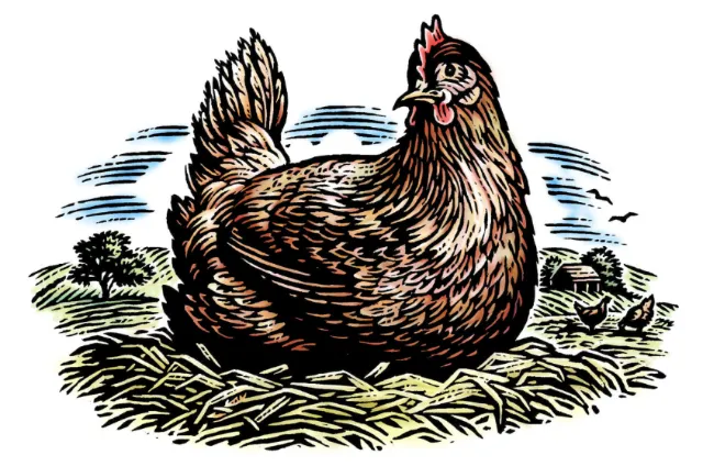 Illustration of a brown hen on a straw nest by Caroline Church