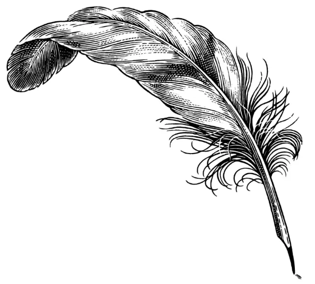 Feather quill line illustration