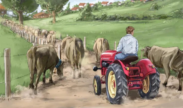 Boy on the tractor going in the farm, Lush green all around, buffaloes walking on the mud road