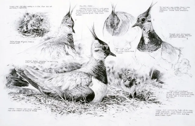Pencil artwork of Oils