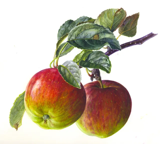 Apples illustration by Rosie Sanders