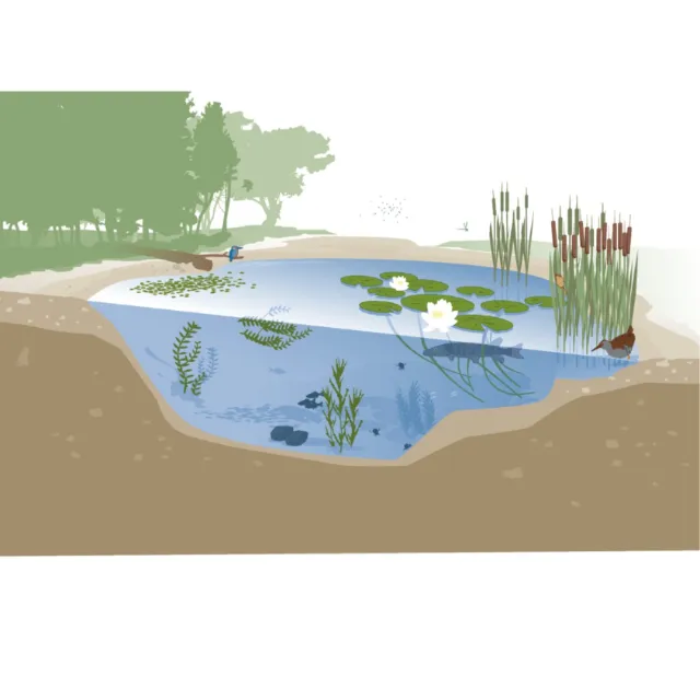 Nature Pond
