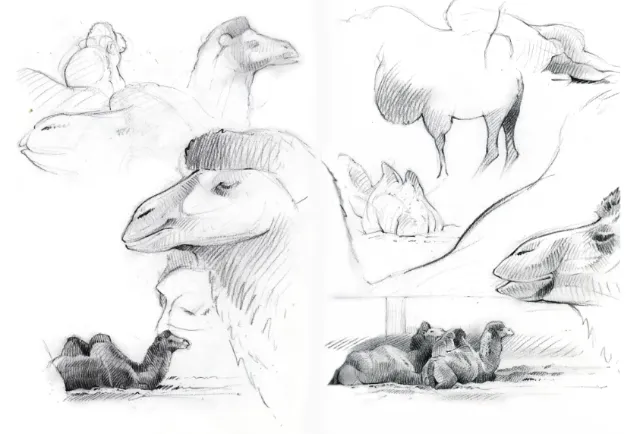 Pencil artwork for Camels