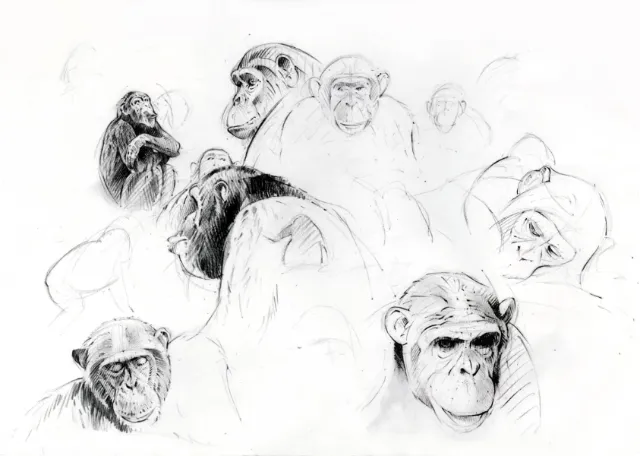 Line drawing of chimpanzees roaming in a group