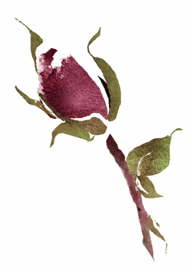 Loose rose bud

