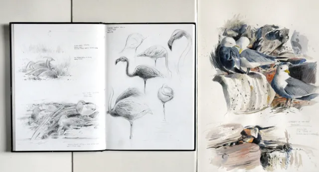 Watercolour illustration for a group of birds