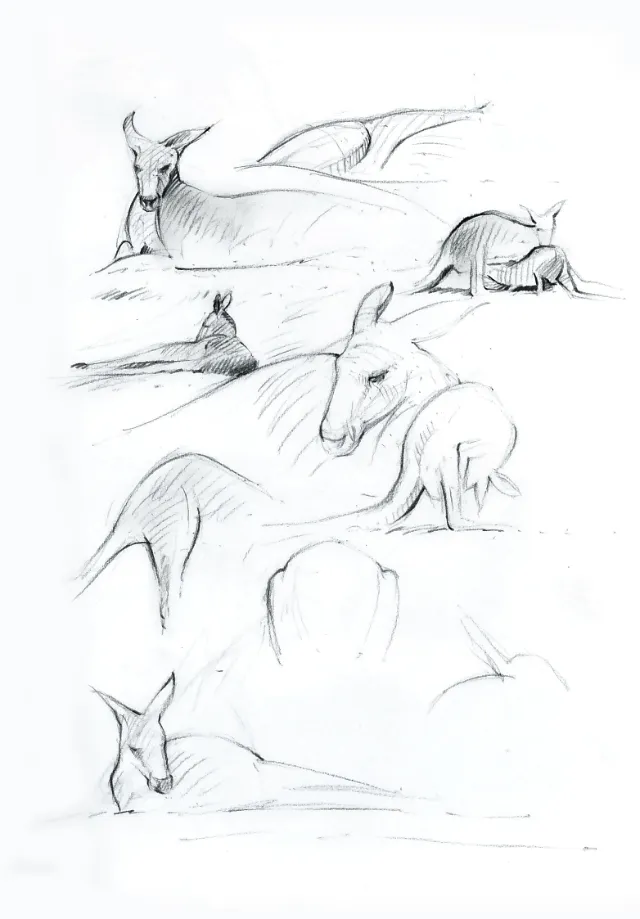 Pencil artwork for Kangaroos