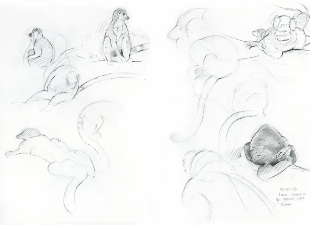 Black and white art of Ring-tailed Lemur