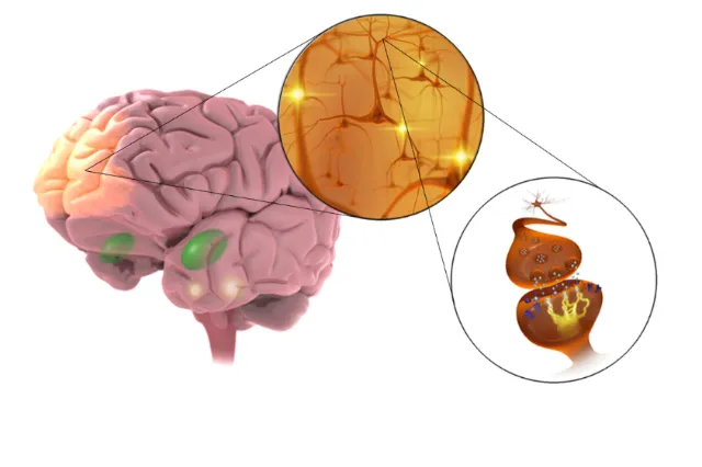 The Brain, Neurons, and Synapses illustration
