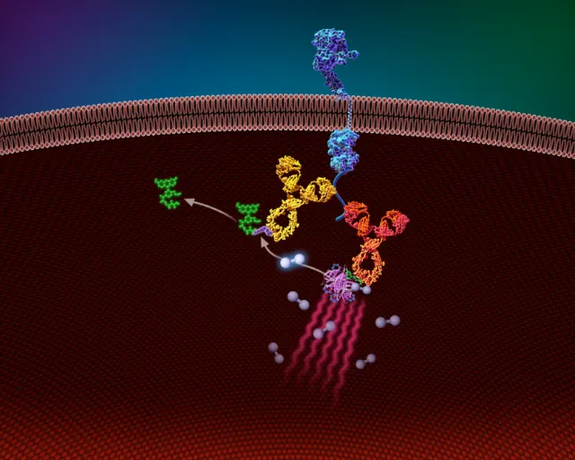 Molecular binding and signaling at cell membrane by Craig Foster