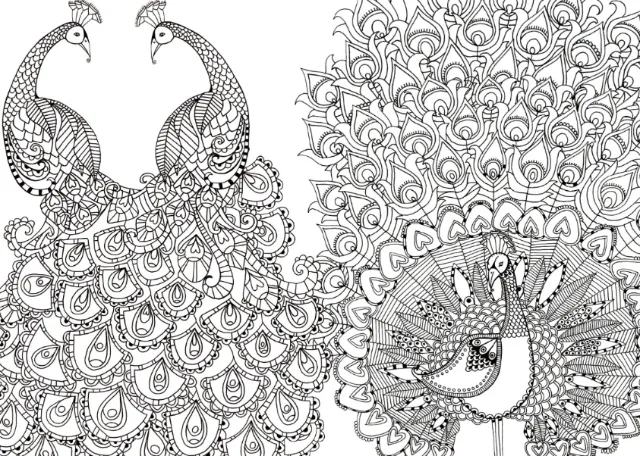 Peacock illustration by Hannah Davies