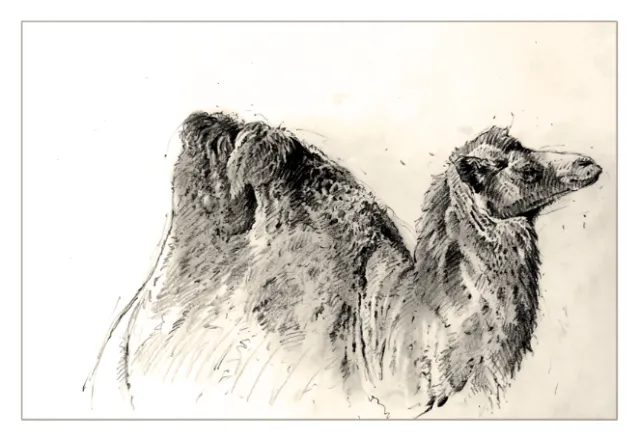 Line drawing of camel