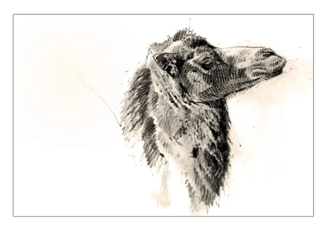 Line drawing of camel portrait