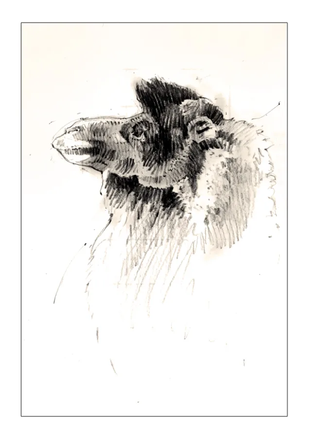 A funny artwork of Camel