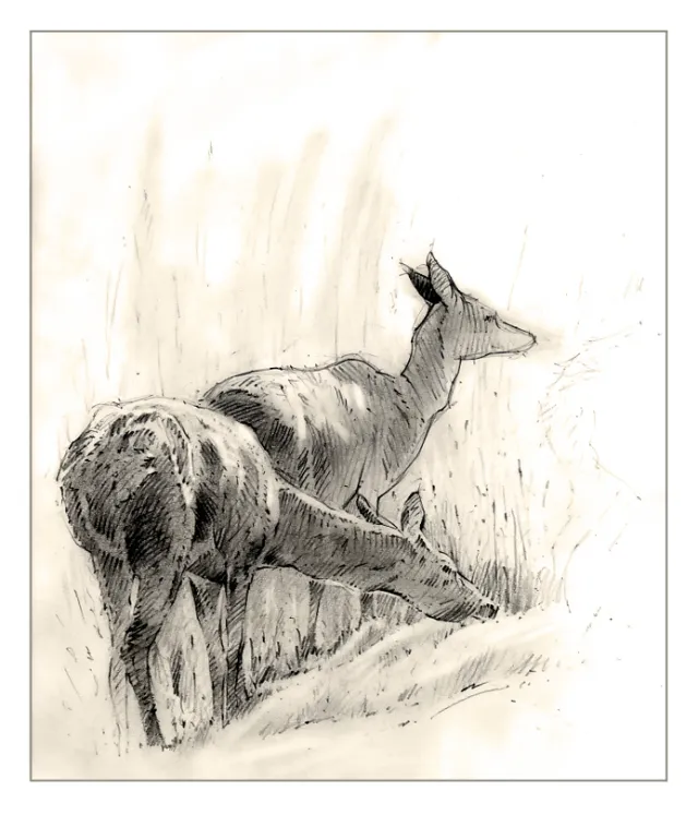 Illlustration of Deer