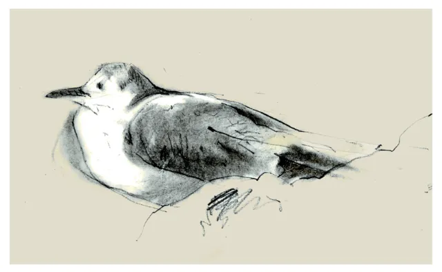 Line artwork for Seagull
