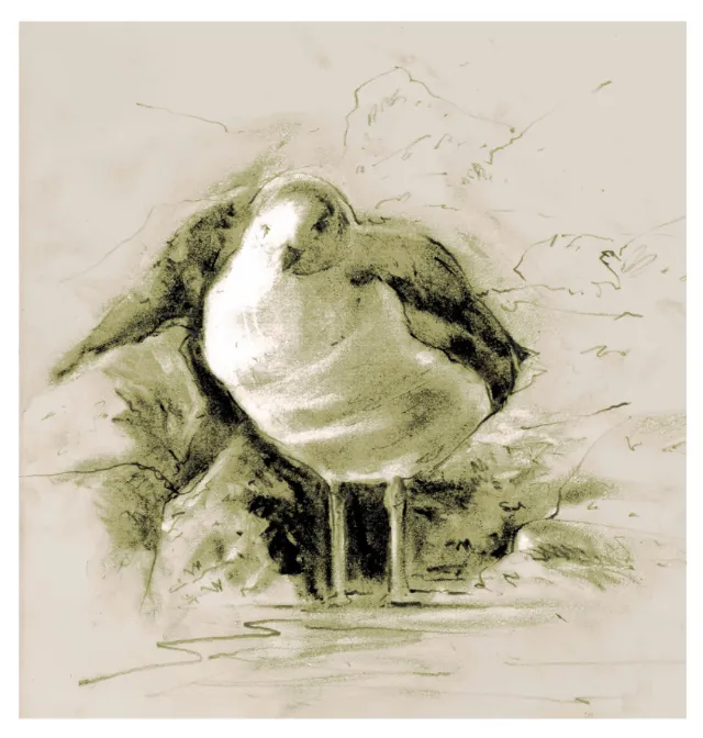 An illustration for Seagull