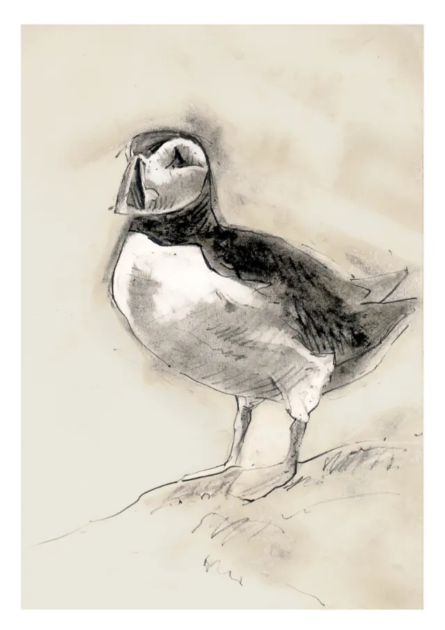 Charcoal sketch of a puffin