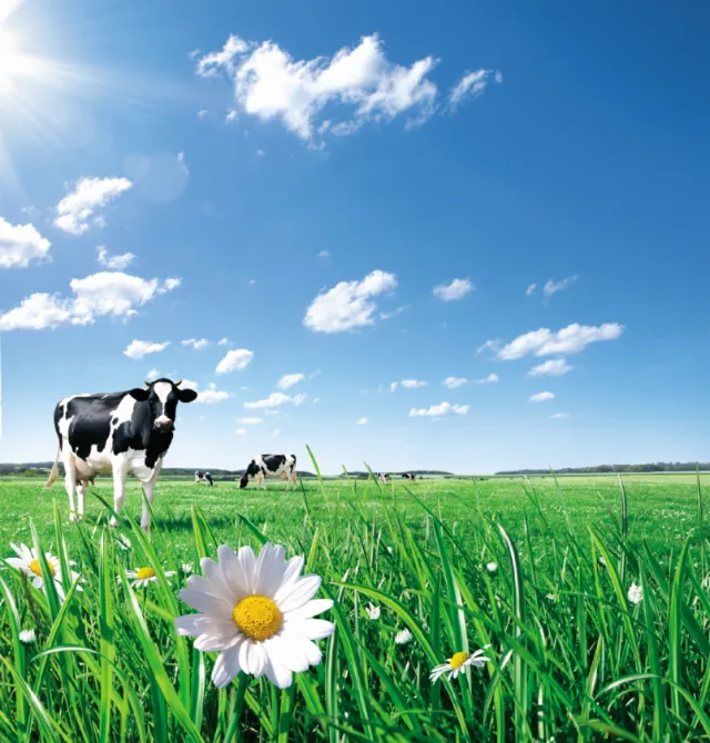 Cow grazing in green meadow with daisy flower and blue sky by Tom Ungemach
