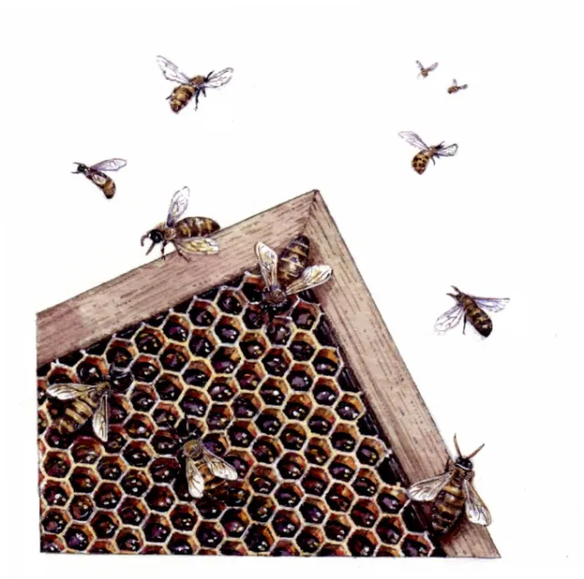 Insects digital painting
