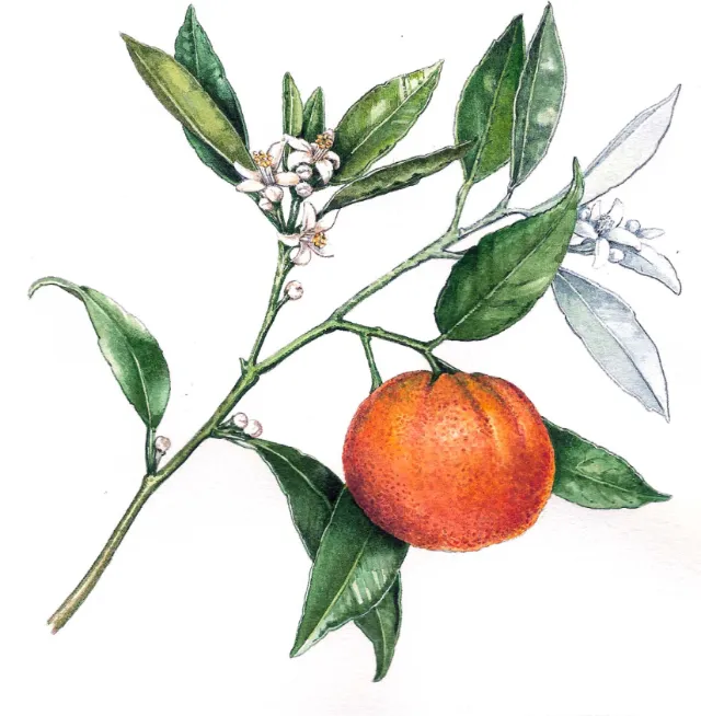 Food illustration of orange fruit