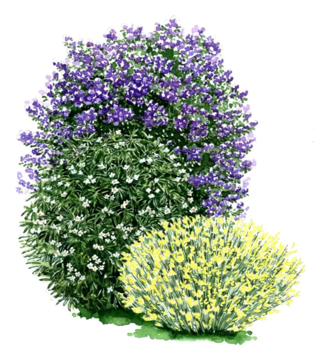 Watercolor painting of Trachelium caeruleum plant
