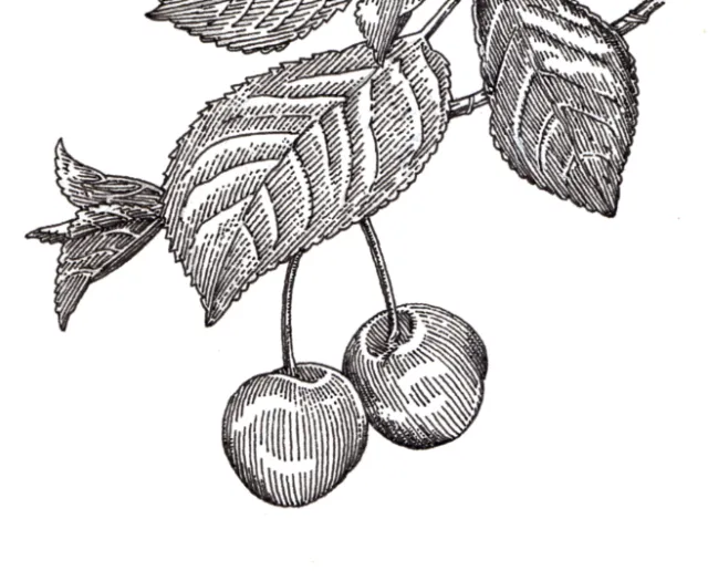Black and white illustration of apple