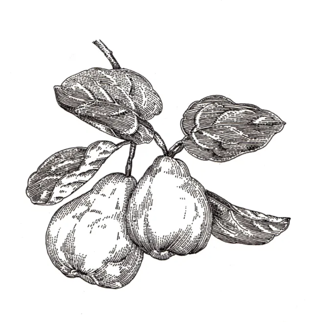 Black and white drawing of quince fruit