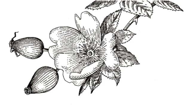 Black and white illustration of floral
