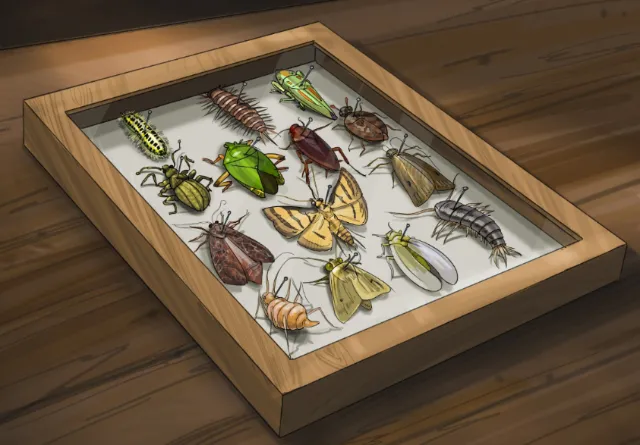 Insect display case with pinned bugs and moths by Björn von Schlippe