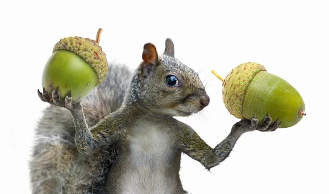Gray squirrel holding two large green acorns balanced on front paws by RIVE GAUCHE