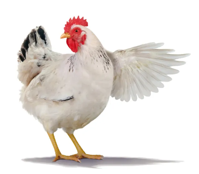 White hen spreading wings, photo by Frank Neidhardt