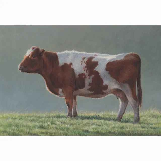 Illustration of Britain cow 
