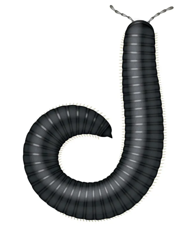 Animals Millipede