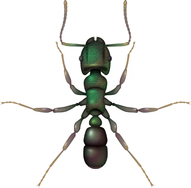 Animal Green Head Ant