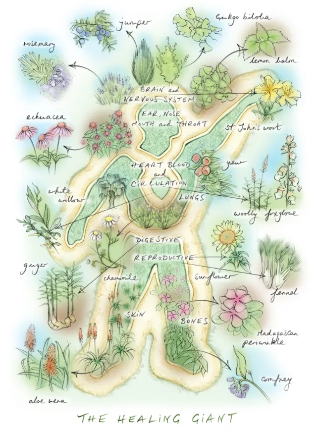 "The Healing Giant" illustrations for the "Flower Power" article