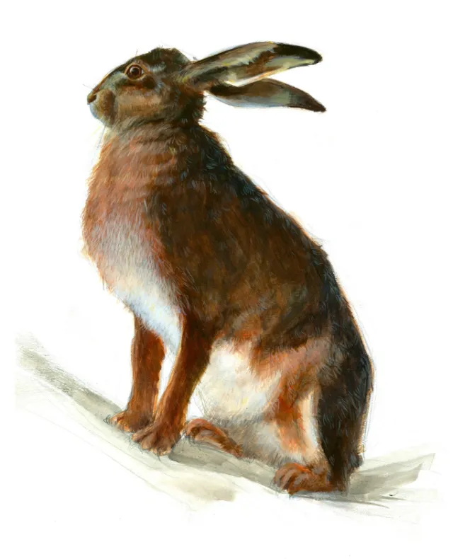 Detailed brown hare sitting upright illustration by Katharina Madesta