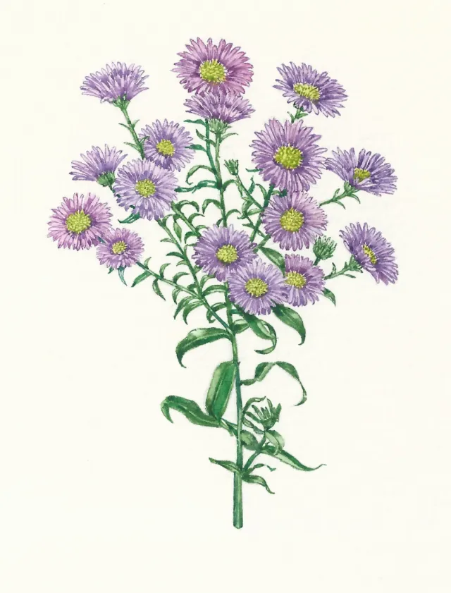 Watercolor art of Michaelmas Daisy